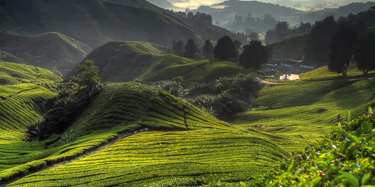Tea plantation in Cameron Highlands