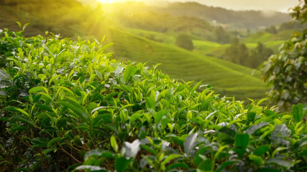 Tea picking in Sri Lanka's hill country