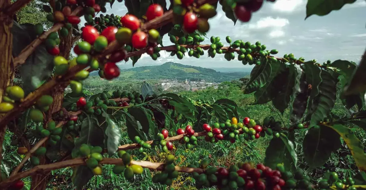 Coffee farm in the Colombian highlands