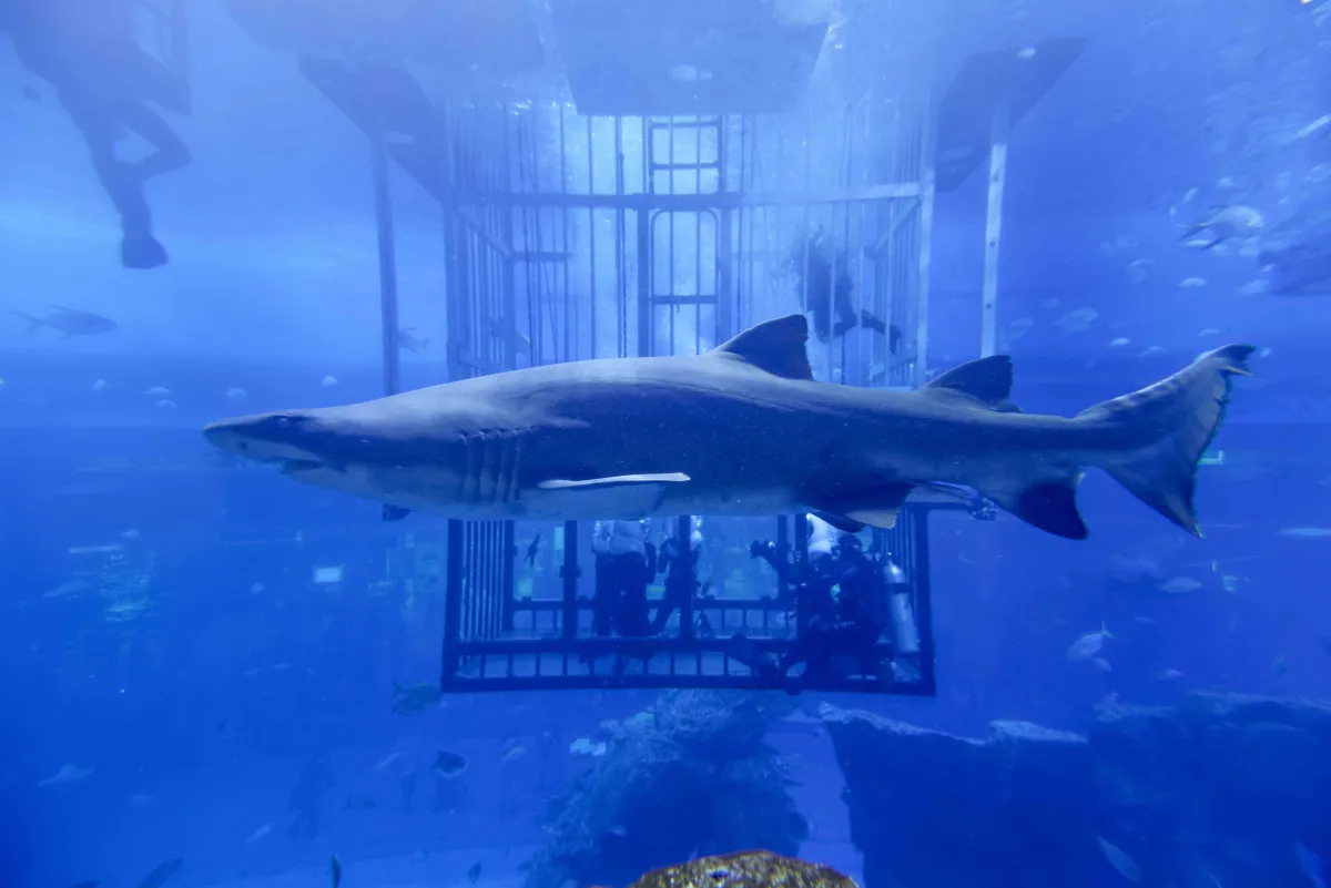 Dubai Mall Aquarium